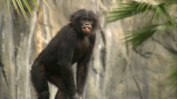 Wild Wonders - Episodio 3