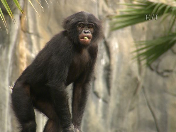 Wild Wonders - Episodio 3
