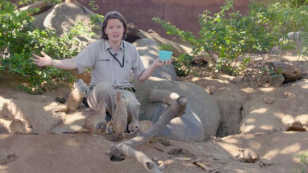 Wild Wonders - Episodio 1