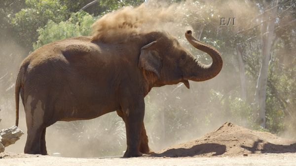 Wild Wonders - Episodio 10