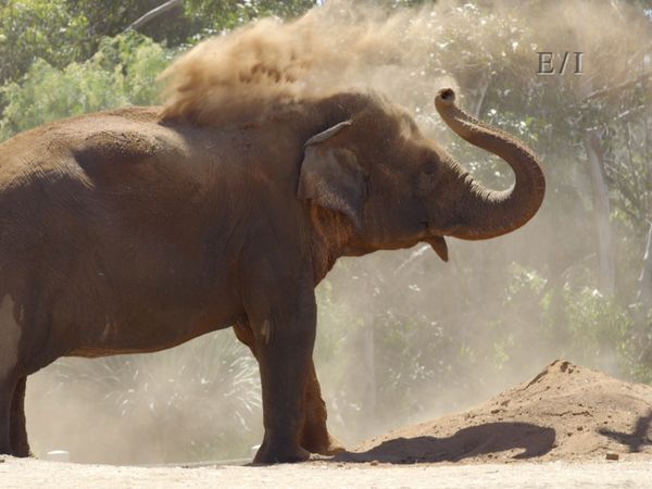 Wild Wonders - Episodio 10