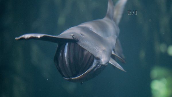 Wild Wonders - Episodio 22