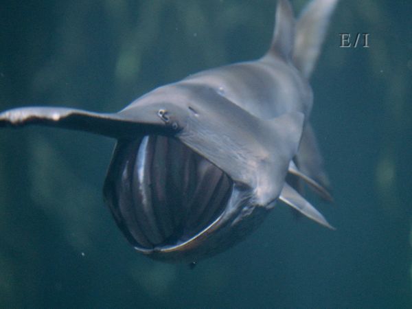 Wild Wonders - Episodio 22