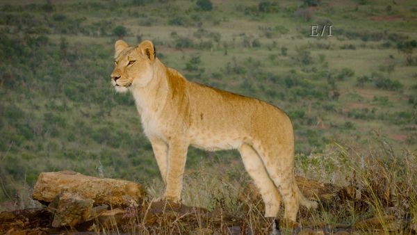 Wild Wonders - Episodio 19