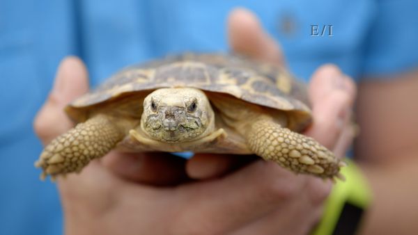 Wild Wonders - Episodio 4