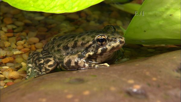 Wild Wonders - Episodio 6