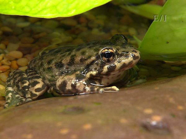 Wild Wonders - Episodio 6