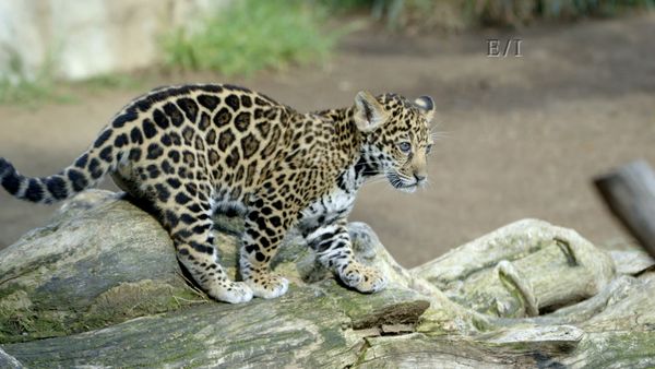 Wild Wonders - Episodio 8