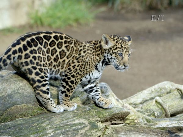 Wild Wonders - Episodio 8