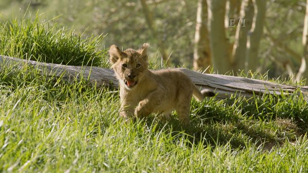 Wild Wonders - Episodio 9