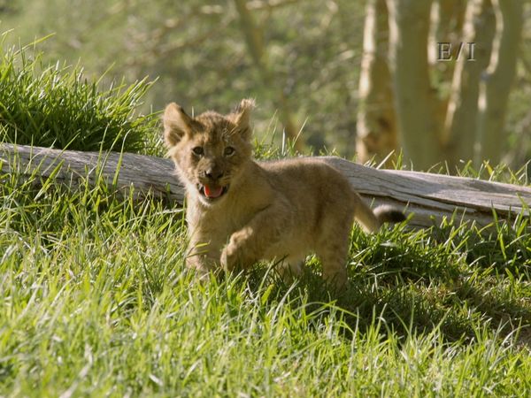Wild Wonders - Episodio 9
