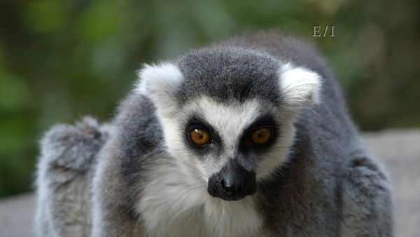 Wild Wonders - Episodio 11