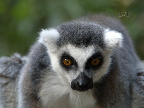 Wild Wonders - Episodio 11