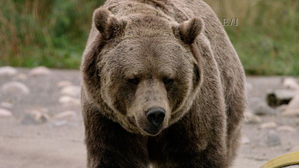 Wild Wonders - Episodio 14