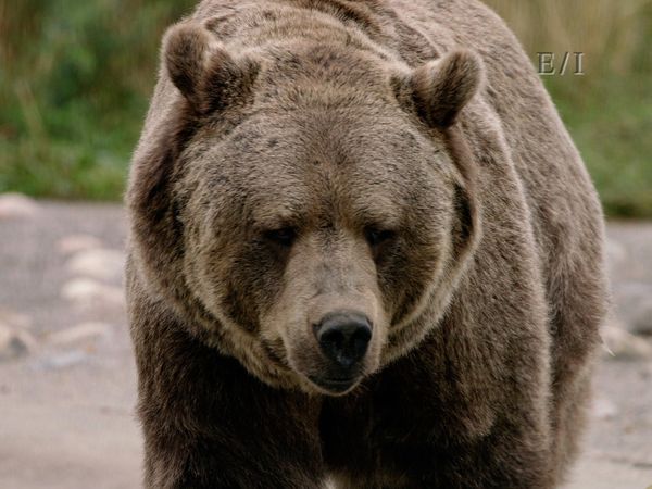 Wild Wonders - Episodio 14