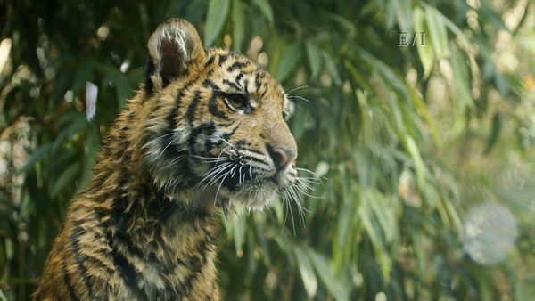 Wild Wonders - Episodio 17