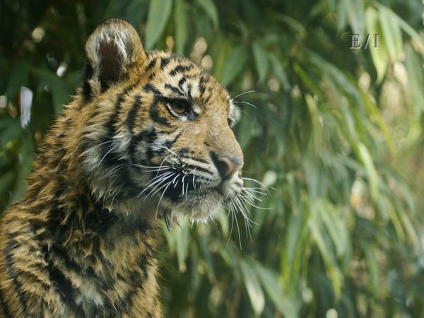 Wild Wonders - Episodio 17