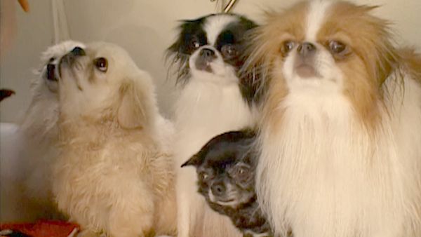 The Osbournes - Fleas A Crowd