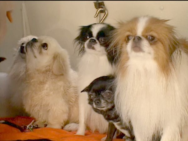 The Osbournes - Fleas A Crowd