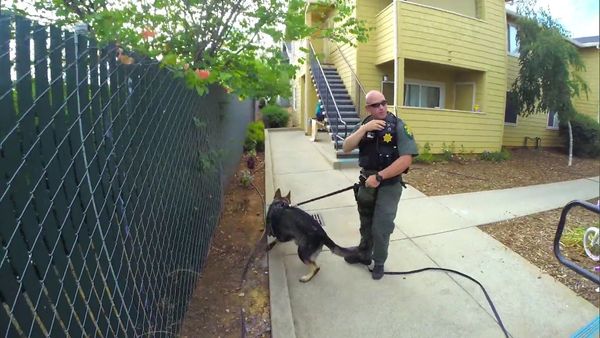 Sheriffs: El Dorado County - A Day with K-9 Deputy Hamon