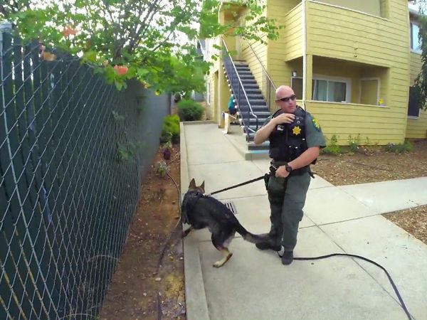 Sheriffs: El Dorado County - A Day with K-9 Deputy Hamon