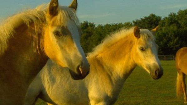 City Confidential - The Chicago Horse Mafia