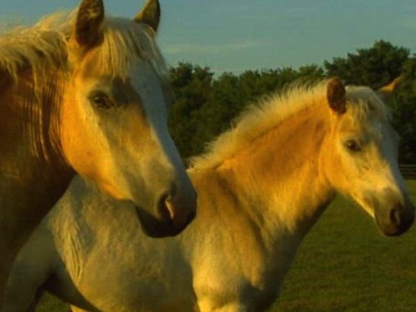 City Confidential - The Chicago Horse Mafia