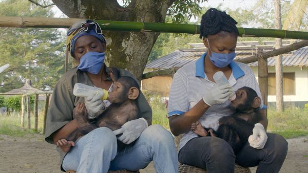 Schimpansen im Kongo - mit Jane Goodall - Gesundheitschecks für die Freiheit