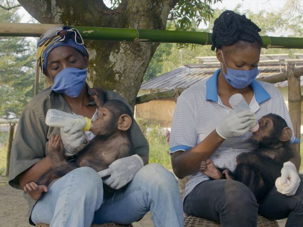 Schimpansen im Kongo - mit Jane Goodall - Gesundheitschecks für die Freiheit