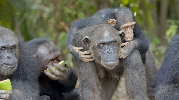 Schimpansen im Kongo - mit Jane Goodall - Wie Schimpansen kommunizieren