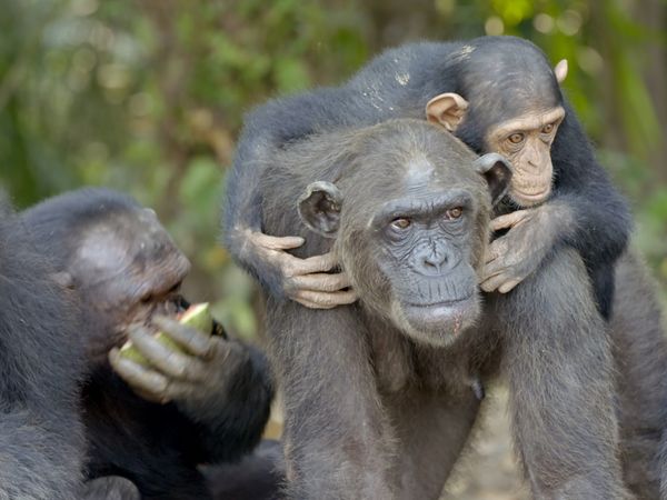 Schimpansen im Kongo - mit Jane Goodall - Wie Schimpansen kommunizieren