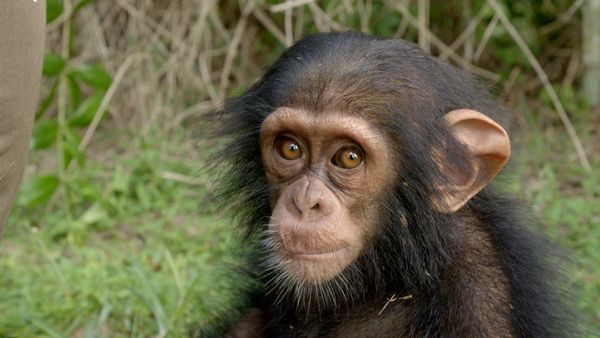 Schimpansen im Kongo - mit Jane Goodall - Freiheit in Sicht