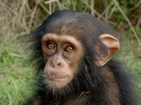 Schimpansen im Kongo - mit Jane Goodall - Freiheit in Sicht