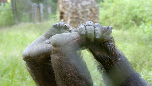 Schimpansen im Kongo - mit Jane Goodall - Tambikissas Baby
