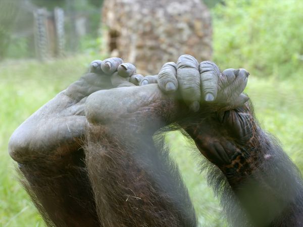 Schimpansen im Kongo - mit Jane Goodall - Tambikissas Baby