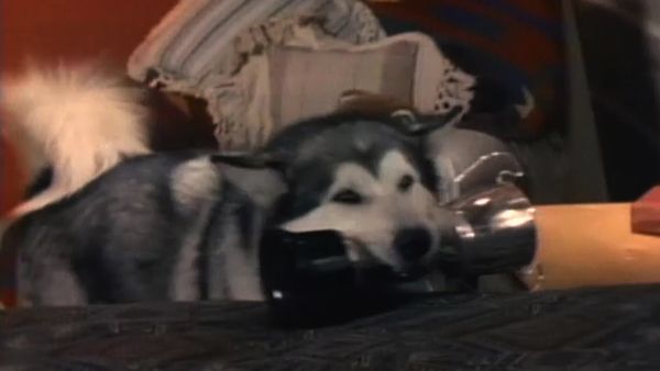 White Fang - Hostage