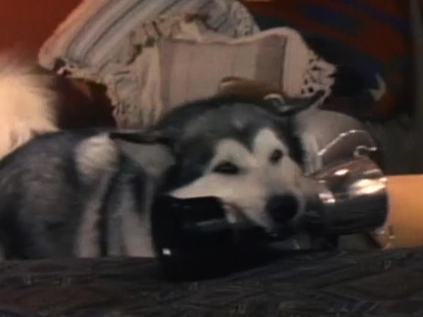 White Fang - Hostage
