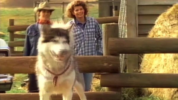 White Fang - Wild and Free