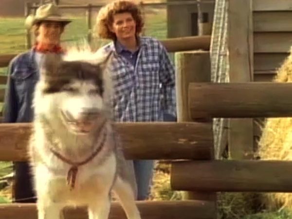 White Fang - Wild and Free