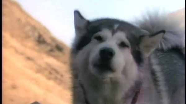 White Fang - The Cave