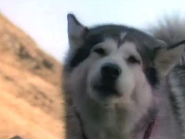 White Fang - The Cave