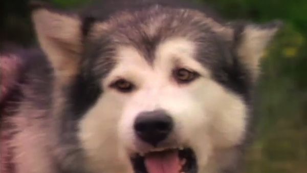 White Fang - Up, Up and Away