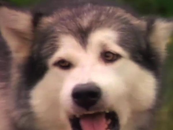 White Fang - Up, Up and Away