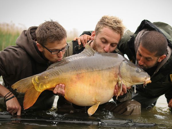 Monster Carp - Austria