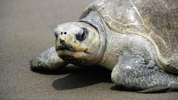 Conexión Salvaje - Rastros en la Selva