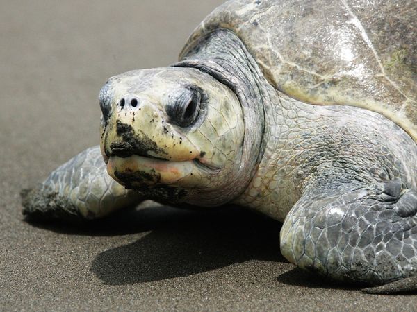 Conexión Salvaje - Rastros en la Selva