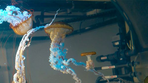 Nausicaa: L'Acquario Piu Grande D'Europa - Nausicaa: L'Acquario Piu Grande D'Europa