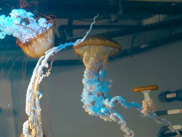 Nausicaa: L'Acquario Piu Grande D'Europa - Nausicaa: L'Acquario Piu Grande D'Europa