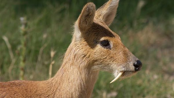 Animal Treasure - Il muschio: mitica fragranza