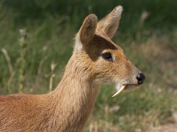 Animal Treasure - Il muschio: mitica fragranza